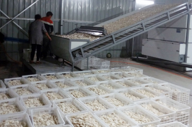 焦作孟州客戶懷山藥切片烘干現場